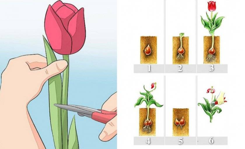 Тюльпаны — выращивание и уход