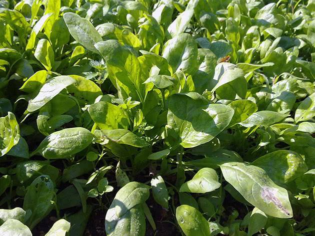 Выращивание шпината в открытом грунте: особенности в выращивании разных сортов, правила ухода, полезные советы
