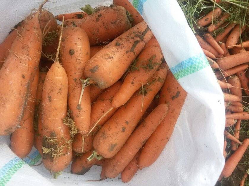 Морковь каскад — описание сорта, фото, отзывы, посадка и уход