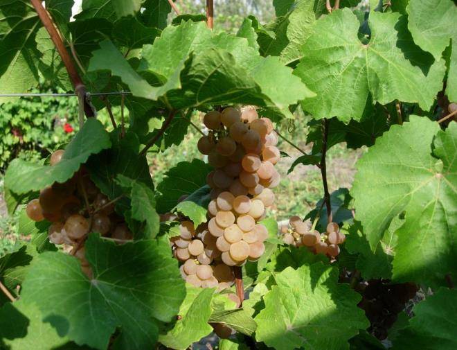 Описание и история винограда сорта платовский, выращивание, правила сбора и хранения урожая