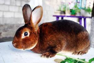 Кролики породы Рекс: карликовые, большие