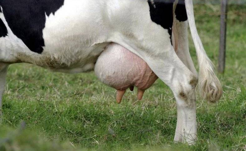 Заболевания коров, которые могут быть опасны для человека