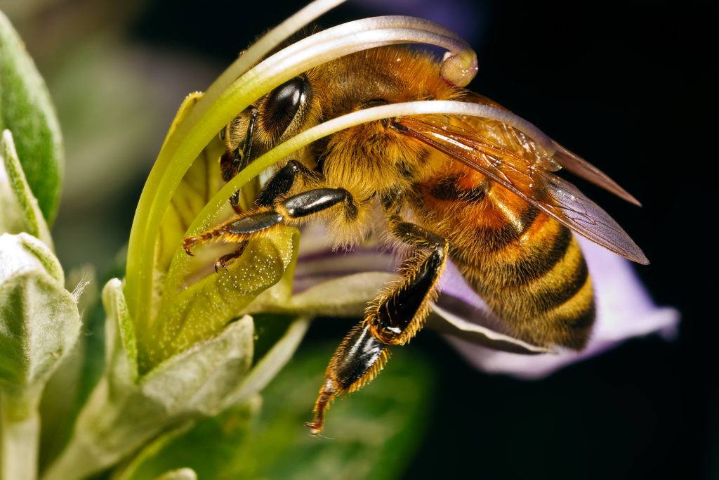 Порода пчёл бакфаст и их характеристика