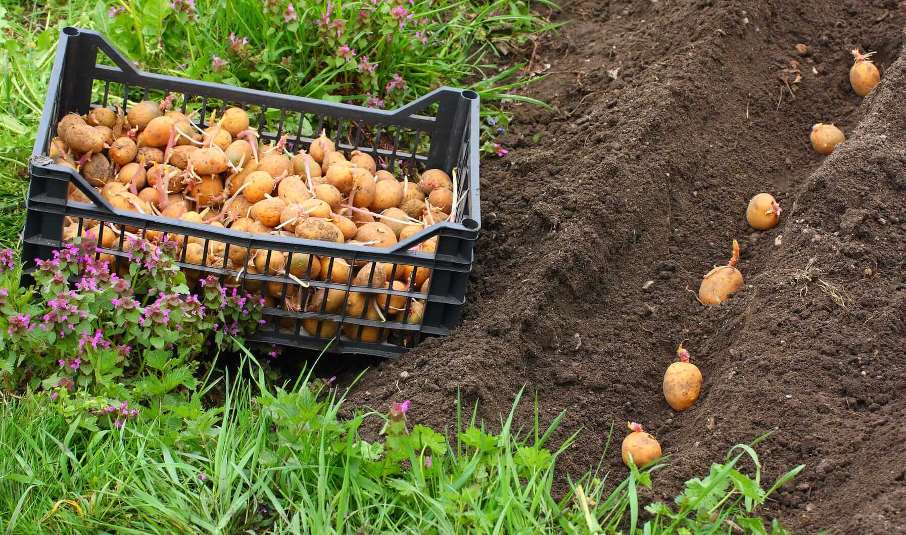 Удобрение для картофеля при посадке