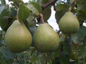 Груша рогнеда: описание сорта, фото плодов, рекомендации по выращиванию