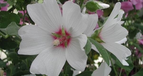 Лаватера многолетняя — белые и розовые цветы в саду