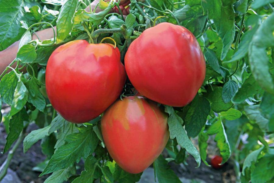 Выращивание помидоров бычье сердце