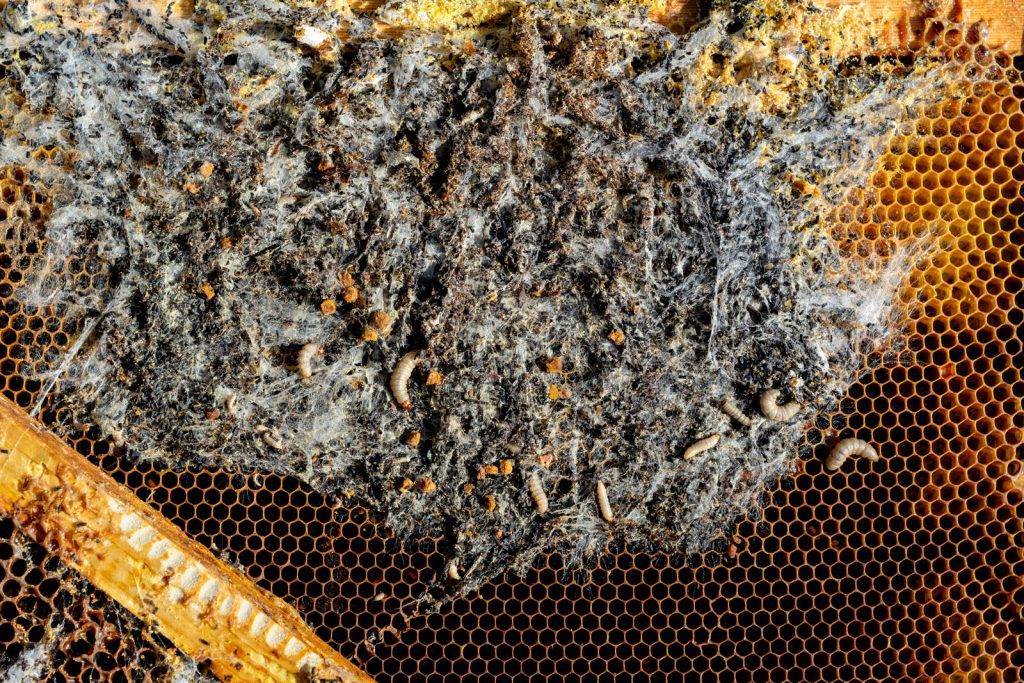 Восковая моль: что это такое, фото, какой вред наносит пчелиным семьям, как с ней бороться в ульях и сотохранилищах