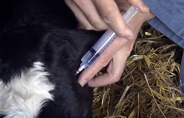Что делать, когда теленок скрипит зубами: причины, диагностика и лечение