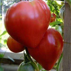 Урожайность томата мазарини. особенности выращивания