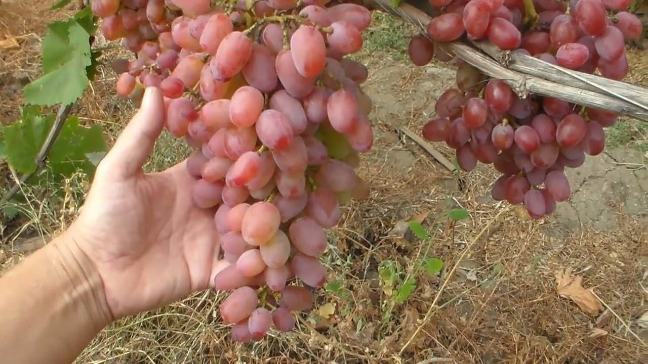 Гелиос виноград
