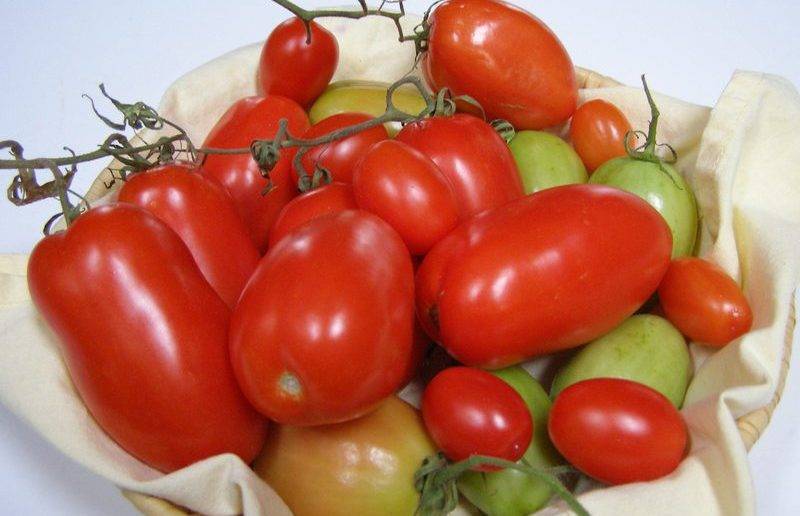 Характеристика и правила выращивания томата рома