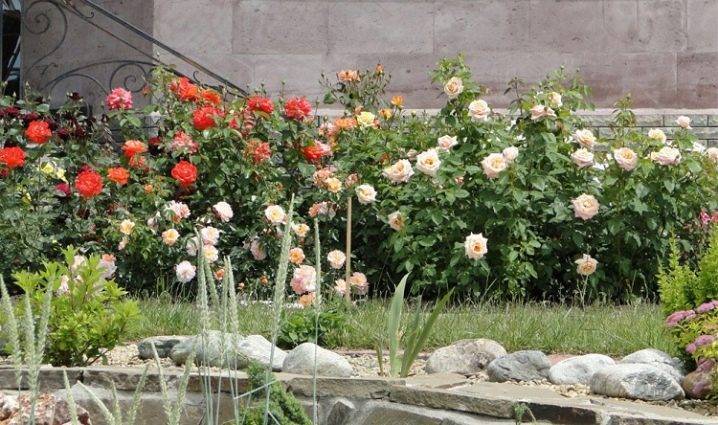 Роза многоцветковая вечноцветущая мини садовый аромат выращивание