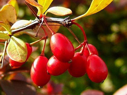 Барбарис – русский аналог ягоды годжи: польза, лечебные свойства и рецепты