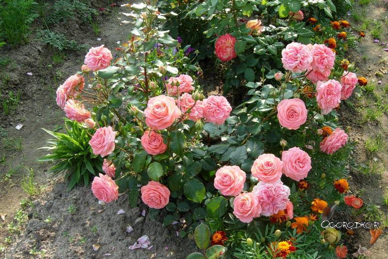 Плетистая роза румба. розы сорта флорибунда. описание плетистой розы «румба клайминг» с отзывами и уходом