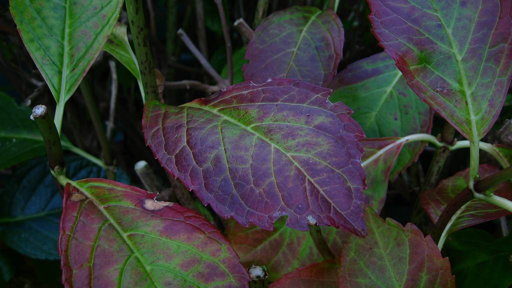 Гортензия болеет: почему у гортензии желтеют и сохнут листья, и что делать