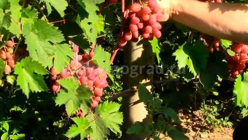 Описание сорта винограда виктория: фото и отзывы | vinograd-loza