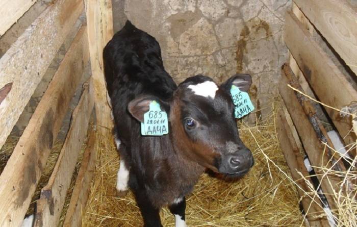 Клички коров: список имен, которыми можно назвать теленка-девочку и быка. как называют коров по окрасу?