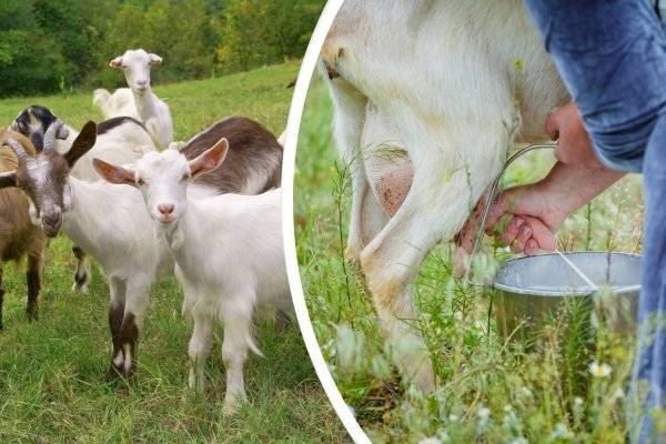 Породы коз молочных без запаха: обзор популярных пород