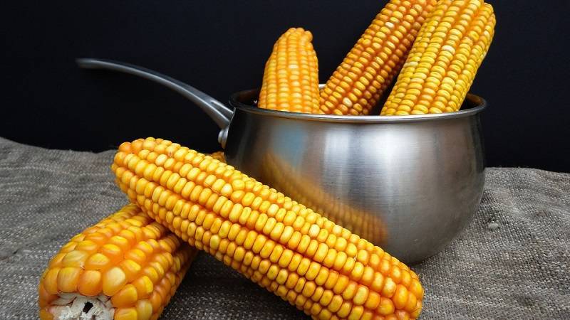 Польза вареной кукурузы, чем полезна вареная кукуруза