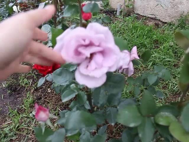 Почвопокровные розы в дизайне сада - фото лучших сортов, посадка, уход