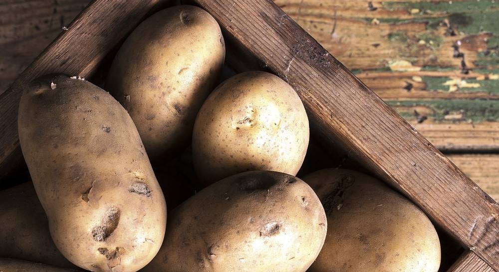 Описание картофеля сорта Реванш