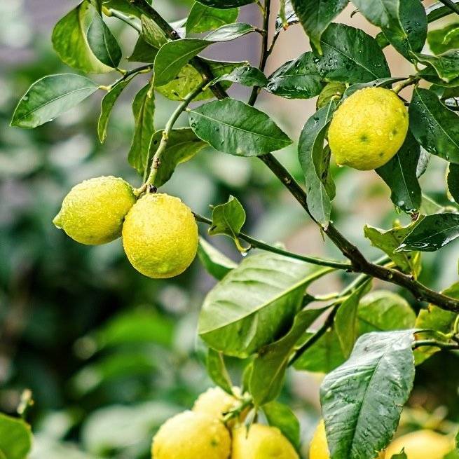 Листья лимона желтеют и сохнут с конца и по краям: почему кончики вянут, что делать для спасения растения?
