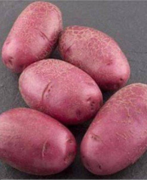 Голландец популярный в россии — картофель «коломбо»: описание сорта, фото, характеристика
