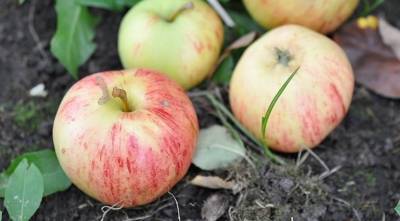 Описание сорта яблок жигулевское