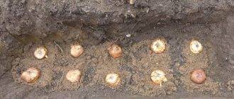 Посадка гладиолусов весной в грунт уход как выкопать и хранить луковицы зимой фото сортов