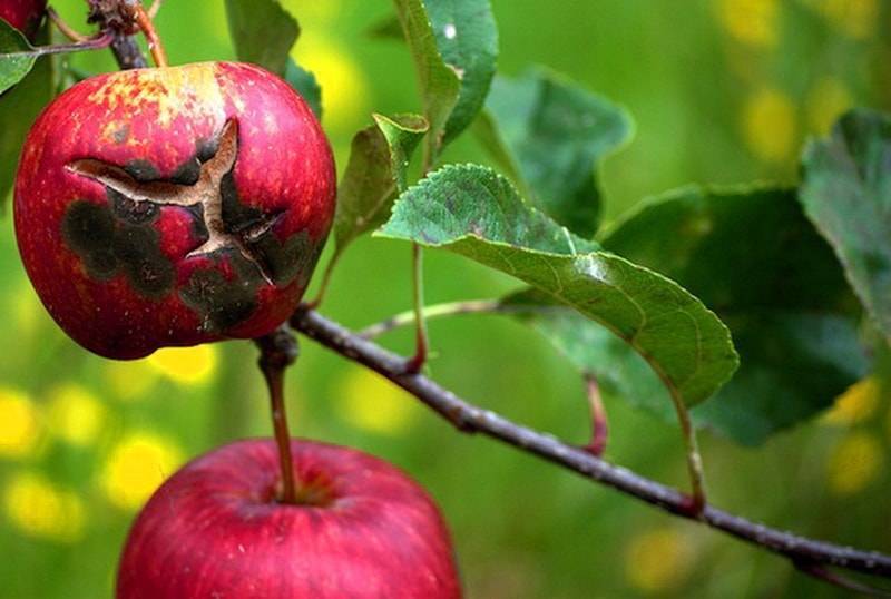 Парша на яблоне: фото, описание, как лечить