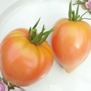 Выращивание томата оранжевая клубника
