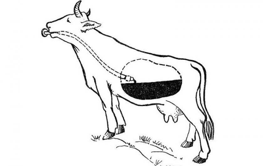 У коровы остановился желудок что делать нет жвачки