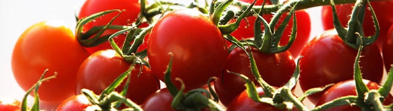 Уход за помидорами в открытом грунте от посадки до урожая