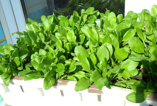 Как вырастить вкусный шпинат дома и в открытом грунте