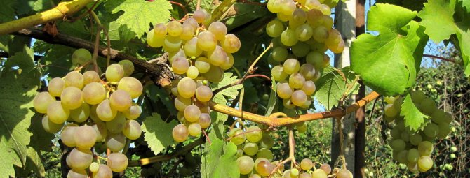 Виноград азалия: описание сорта, фото и отзывы садоводов