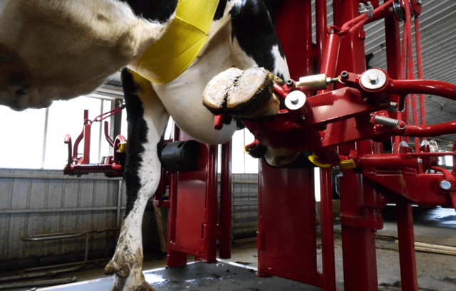 Как проявляется мастит у коровы и какие методы его лечения?