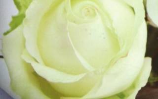 Описание и выращивание 10 лучших чайно-гибридных роз