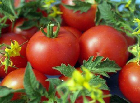Новые сорта томатов на 2020 год сибирской селекции: для открытого грунта, для теплиц