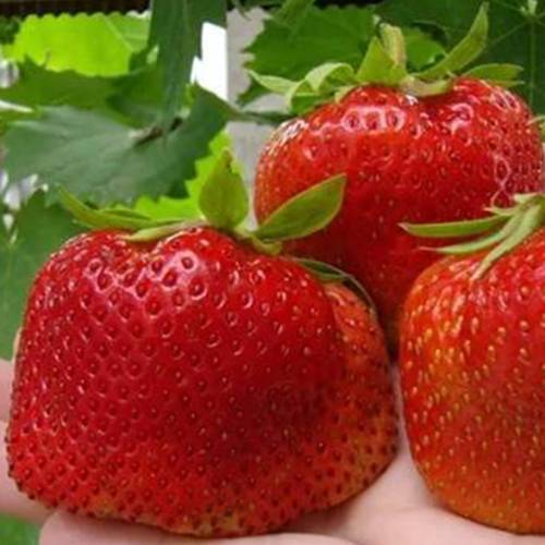 Отзывы о небесная ягода tengoku клубника для домашнего выращивания | otzomir.com