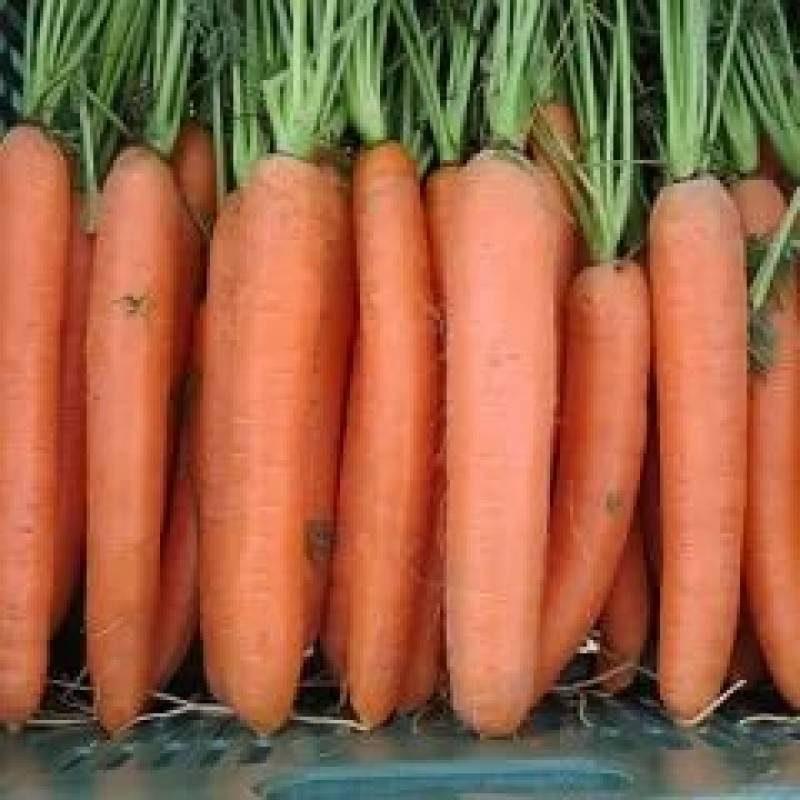 Морковь дордонь f1: характеристика и описание сорта, фото, посадка и уход