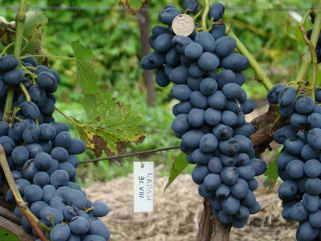 Виноград чарли: описание сорта, характеристики