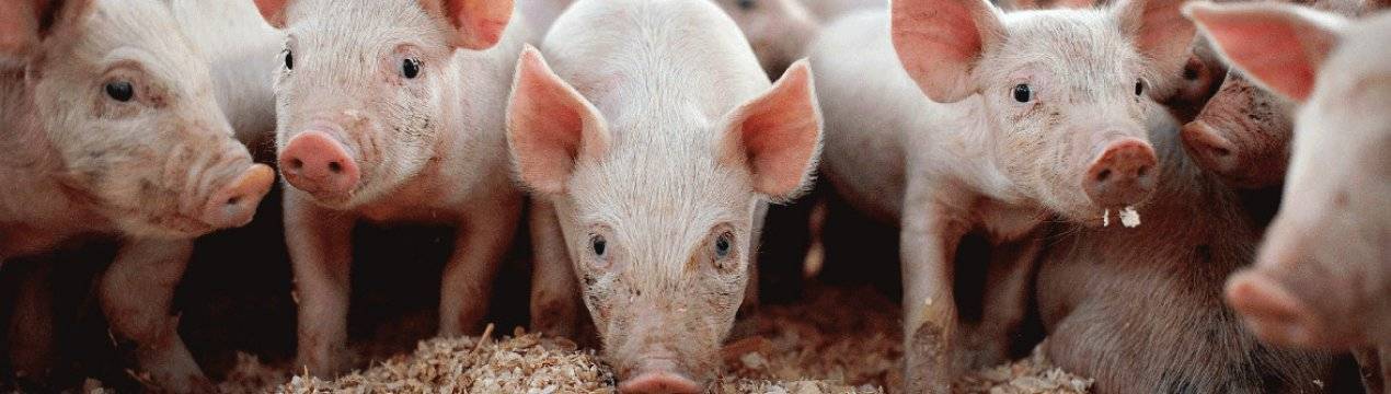Откорм свиней в домашних условиях: правила откорма, нормирование рациона, особенности питания
