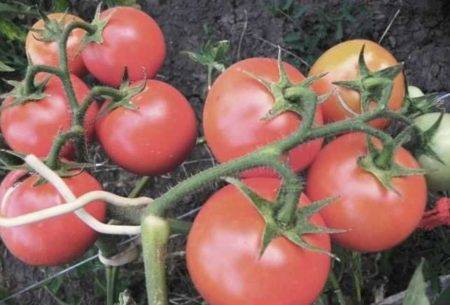 Выращивание томата видимо-невидимо