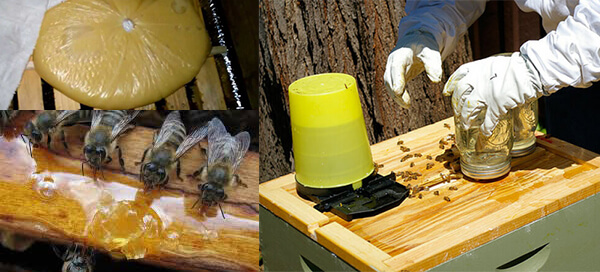 Осенняя подкормка пчел сахарным сиропом: сроки, таблица, как и когда подкармливать?