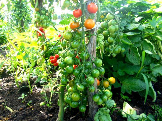 Подкормка помидоров дрожжами: рецепты с золой, с сахаром. новинки дрожжевого питания томатов