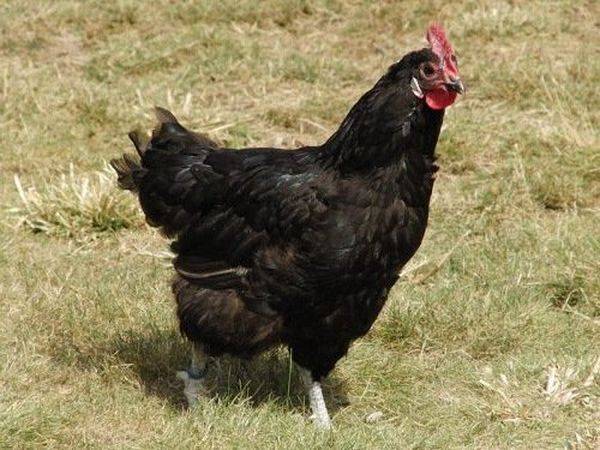 Борковская барвистая порода кур – описание, фото и видео