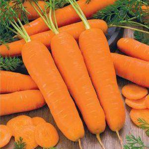 Что общего у моркови вита лонга и бангор f1