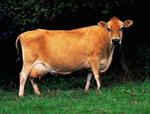 Корова джерсейской породы: фото