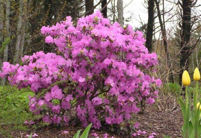 Рододендрон (rhododendron) – уход, фото, виды
